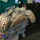 Illustration for article titled Need A Pick-Me-Up? Check Out These Animals Made Happier By Prosthetics
